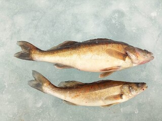 Two large zanders on ice - caught during sport ice fishing