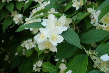 Not a few white flowers of Philadelphus coronarius in mid June