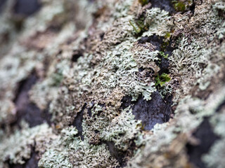 Gray lichen on the surface of a stone, macro photography