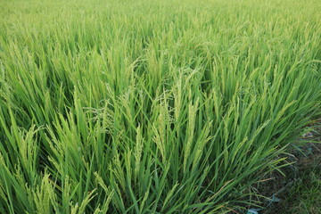 Lush green rice plants densely occupy a field displaying earlystage grain formation