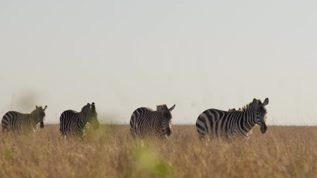 Very wide gimbal tracking of a zeal of Plains Zebras (Equus quagga) walking in line through dry savannah grassland in the afternoon in Kenya
