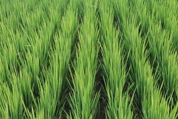 Rows of vivid green plants stand closely packed in an outdoor scene