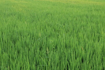 Verdant field of long slender green grass blades covering a vast expanse