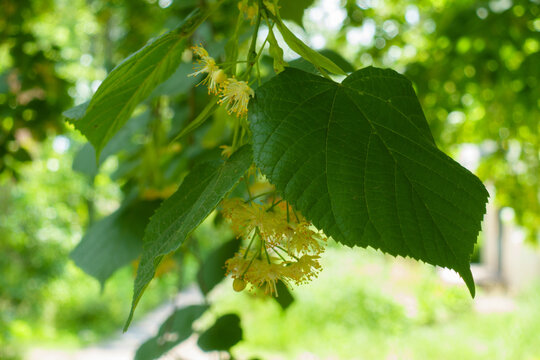 Closeup of flowers of linden tree in mid June