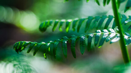 Macro de feuilles de fougère vertes