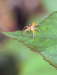 small, light-brown jumping spider with prominent black eyes rests on a vibrant green leaf, captured in a close-up shot that highlights its intricate details and natural habitat.