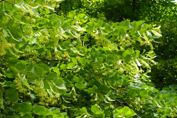 Florescence of linden tree in mid June