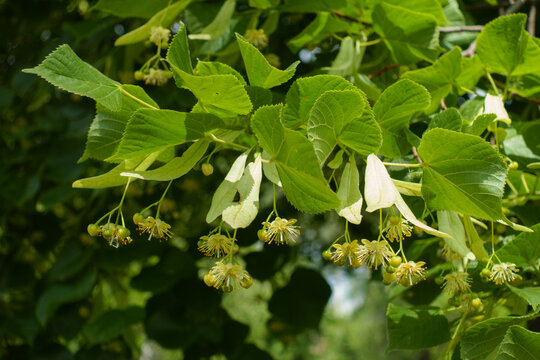 Flowers and buds of linden tree in mid June