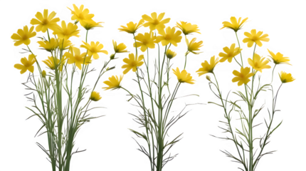bouquet of yellow daffodils