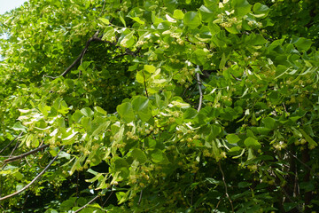Gobs of flowers in the leafage of linden tree in mid June