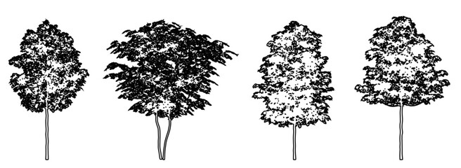 Set or collection of Field Maple trees as black line drawing silhouette on white background. Concept or conceptual vector for nature, planet, ecology conservation, strength, endurance and  beauty