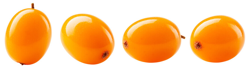 Buckthorn isolated png. Sea buckthorn on white or transparent background.. Seabuckthorn berries...