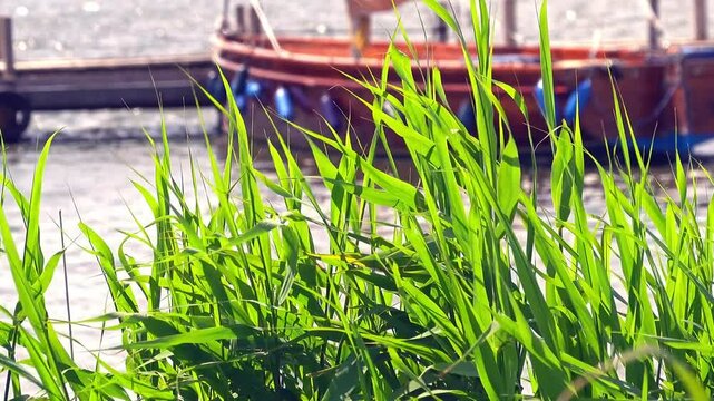 Common reeds swaying in the wind at steinhuder meer