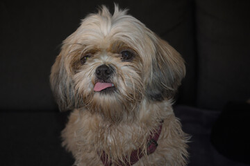 Cute Shih Tzu dog sitting and looking at camera with tongue out of mouth.