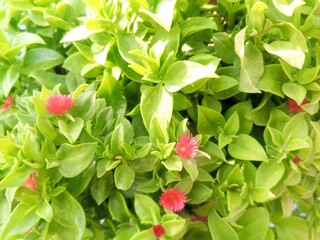 Close-up of Aptenia cordifolia with Vibrant Pink Flowers and Green Foliage