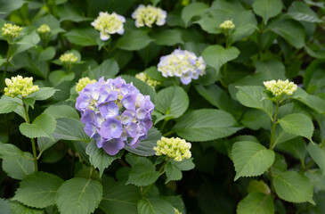 咲き始めた紫陽花（青紫色）2025_05