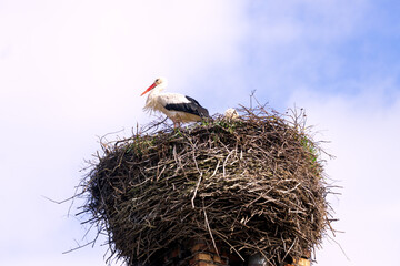 A stork's nest on an old brick chimney in early spring.