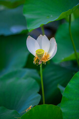 Beautiful lotus flowers blooming with rain water after the rain