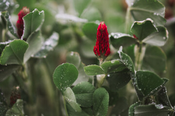 Macro photo of a red European clover. crimson clover. Italian clover. High quality photo