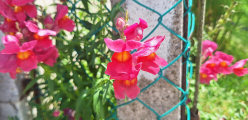 A sprig of pink Antirrhinum flowers blooming in the garden. Panorama.