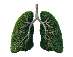 Detailed illustration of human lungs with intricate bronchial structures and alveoli representing respiratory function in the human body isolate on transparent background
