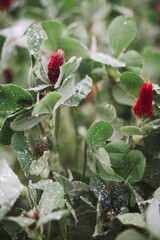 Macro photo of a red European clover. crimson clover. Italian clover. High quality photo