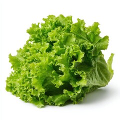 Fresh Green Butterhead Lettuce Isolated on White Background Healthy Food Ingredient for Salad