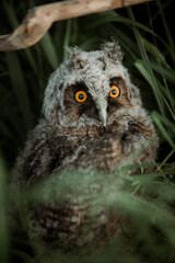Long Eared Owl (Asio Otus) nestling 