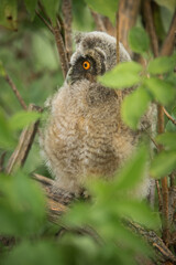 Long Eared Owl (Asio Otus) nestling 