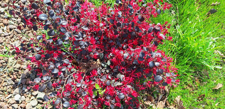 A bush of loropetalum chinense with red flowers blooms against a background of decorative stones and grass. Panorama.