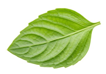 Obraz premium A single basil leaf on a white background