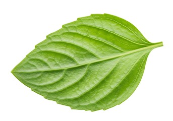 Obraz premium A single green leaf on a white background