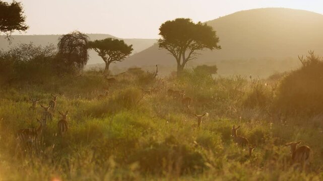 Very wide gimbal parallax of herd of Impalas (Aepyceros melampus) grazing within savanna, shrubs, trees in background sunrise in Kenya