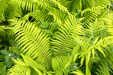 Fern leaves. Enchanting green background with space to copy.