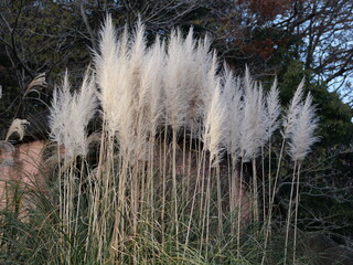 冬のシロガネヨシ