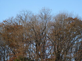 青空と冬の木