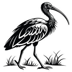Fototapeta premium A striking black crowned crane, a wild heron with a long beak perched on a branch, and an isolated white heron portrait highlight the beauty of these wetland birds in nature A wild black-crowned crane
