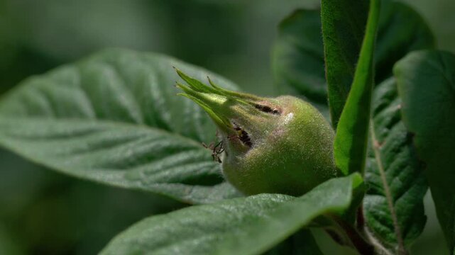 Medlar immature fruits, young (Mespilus germanica) - (4K)
