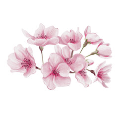 Pink sakura flowers. Small spring bouquet. Cherry blossom festival. Petals and buds. Spring blossom of trees. Watercolor illustration without background. Hand drawing.