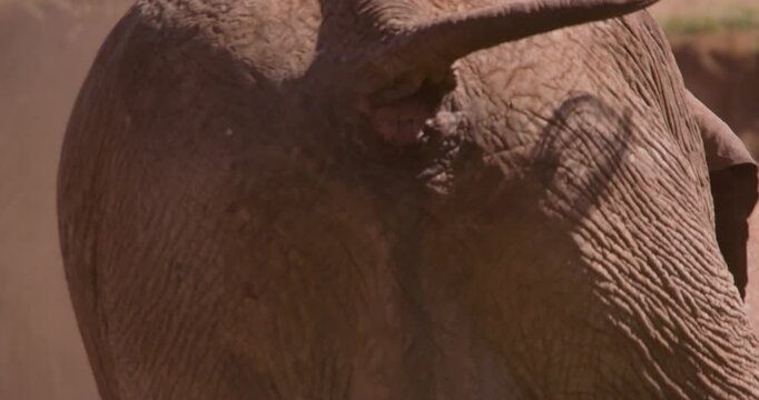 Extreme close-up of an African Bush Elephant (Loxodonta africana) back defecating  in the savannah grassland at midday in Kenya