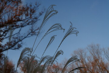 冬のススキ