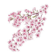 Branch with cherry blossoms. Small pink flowers. Spring blossom. Sakura blossoms. Watercolor illustration without background. Hand drawing. Cherry blossom festival.