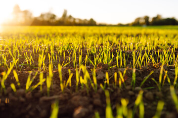 Green shoots emerge from fertile soil at sunset. Close-up of black soil with young plants outdoors....