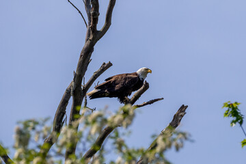 american bald eagle