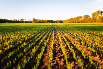 Green shoots emerge from fertile soil at sunset. Close-up of black soil with young plants outdoors. Agricultural and gardening concept.