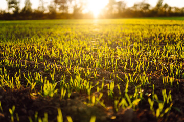 Green shoots emerge from fertile soil at sunset. Close-up of black soil with young plants outdoors....