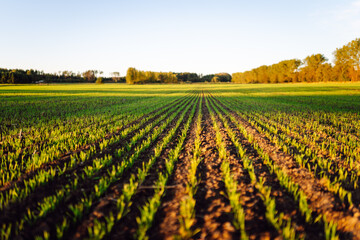 Green shoots emerge from fertile soil at sunset. Close-up of black soil with young plants outdoors....