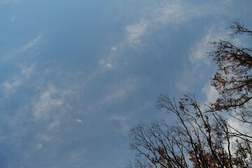 冬の夕空と木のシルエット