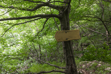 Yellow hiking direction sign nailed to tree in dense forest, summer foliage surrounds path, natural navigation marker, peaceful scene