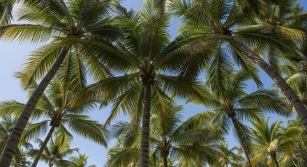 Lush Palm Trees Reaching for a Clear Blue Sky